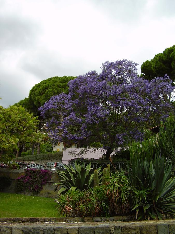 Hotel Aurora Bordighera Exteriör bild